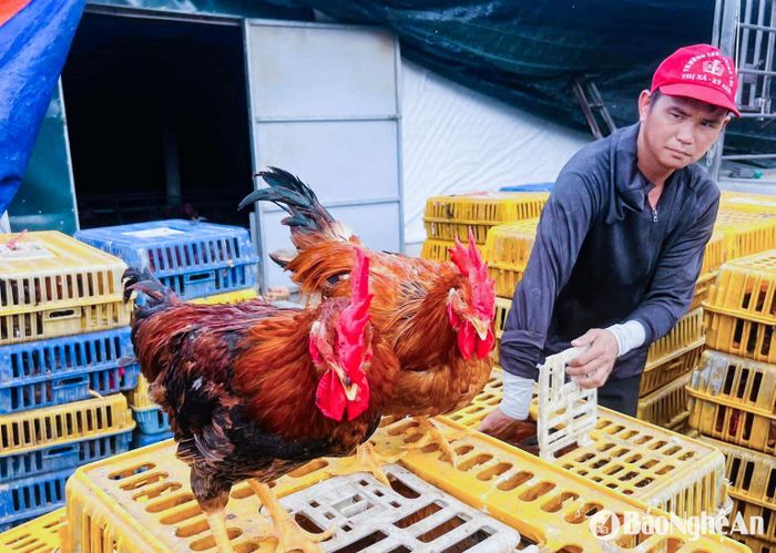 Giá chạm đáy nhưng sức tiêu thụ khá chậm. Ảnh: T.P