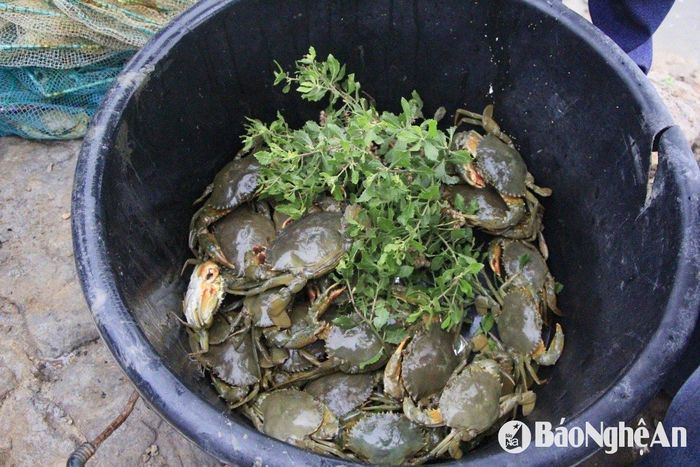 Vụ nuôi đầu tiên, tỷ lệ cua sống đạt trên 55%, sản lượng đạt 8,5 tạ, doanh thu 350 triệu đồng, trừ chi phí còn lãi hơn 100 triệu đồng. Ảnh: T.P