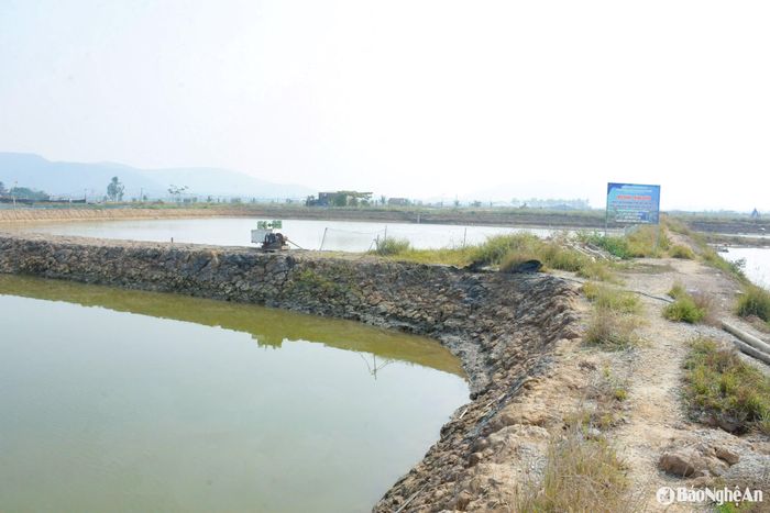 Với quy mô ao nuôi 3000m2 với số lượng 6.000 con cua giống, tổng kinh phí là gần 196 triệu đồng, trong đó Nhà nước hỗ trợ số tiền hơn 105 triệu đồng, gồm con giống, thức ăn. Ảnh: T.P