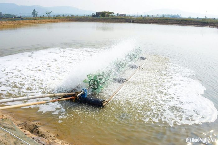 Với kinh nghiệm nuôi hải sản lâu năm, anh cho biết, cua là đối tượng tương đối khó tính, phải am hiểu kỹ thuật và phải bám sát ao nuôi. Bình quân 4 ngày thay nước 1 lần, thường xuyên sử dụng máy sục khí để tạo thoáng khí, thay đổi nguồn nước. Ảnh: T.P
