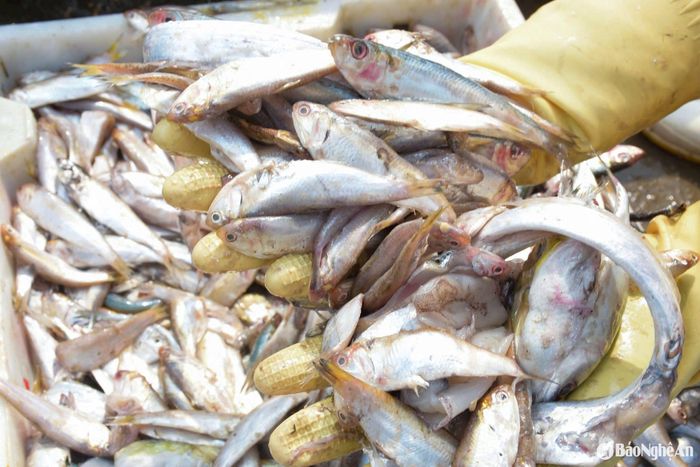 Thức ăn của cua ngoài chế phẩm sinh học, anh tận dụng nguồn cá vặt, cá trỏng giá rẻ để phối trộn, giúp cua nhanh lớn, thịt cua ngon hơn và giảm giá thành chăn nuôi. Ảnh: T.P
