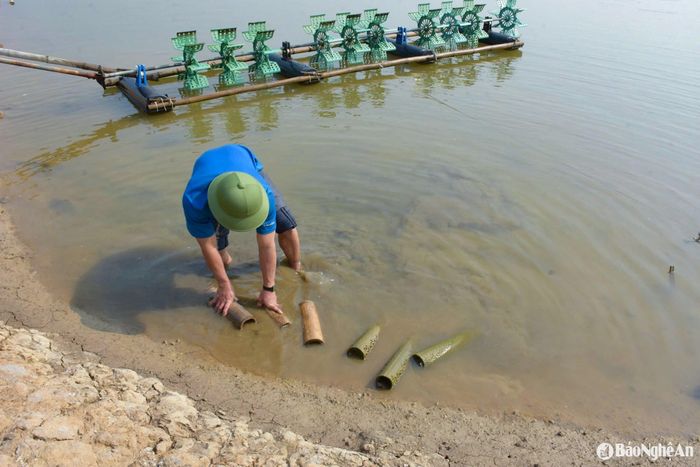 Lúc mới thả cua, anh Nhân sử dụng ống luồng khô, cưa thủng 1 đầu, dài khoảng 30cm, dìm xuống đáy ao và xung quanh ao tạo chuồng để cua chui vào sinh sống, tránh côn trùng tấn công. Ảnh: T.P