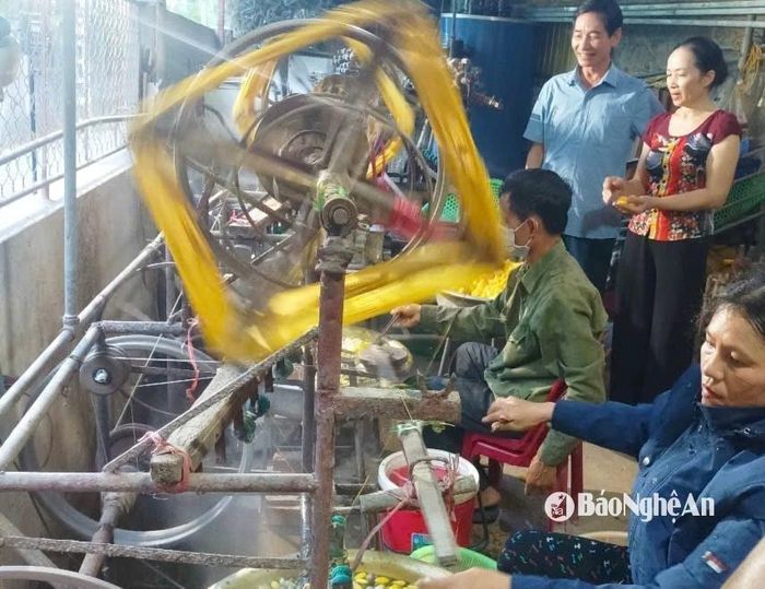 Nghề trồng dâu nuôi tằm ở Đô Lương đang được khôi phục. Ảnh: Văn Trường