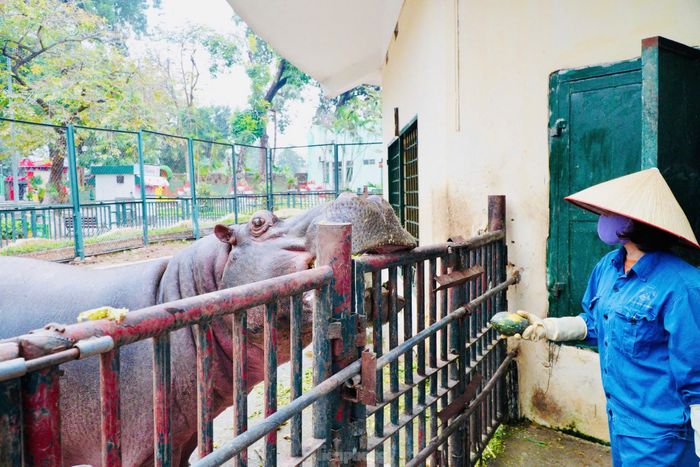  Khẩu phần ăn nhiều dinh dưỡng gồm các loại củ quả giàu năng lượng như khoai, bí ngô, cà rốt được tăng cường để động vật có thêm sức đề kháng. 