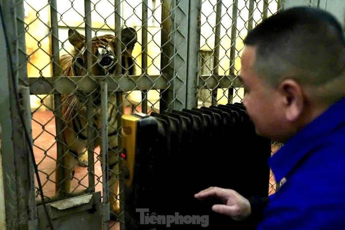  Với các loài thú lớn, quý hiếm như voi, hà mã, sư tử, hổ… đều có máy sưởi, máy điều hòa hoặc bình nước nóng để giữ nhiệt độ cho cơ thể cho động vật. 