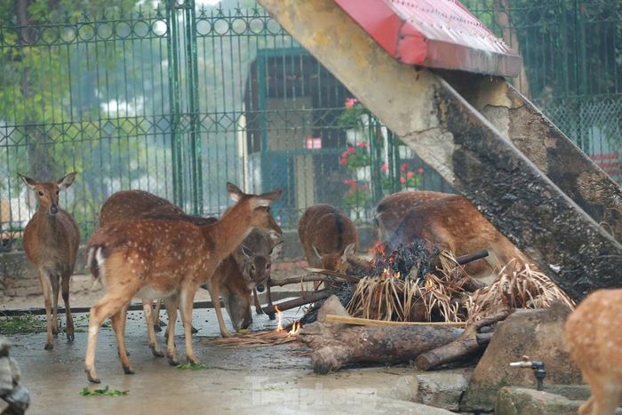  Ông Lê Sĩ Dũng, Chủ tịch Công ty TNHH một thành viên Vườn thú Hà Nội cho hay, Vườn thú Hà Nội hiện có gần 600 cá thể thuộc hơn 100 loài gồm: 5 loài bò sát lưỡng cư, 40 loài cá nước mặn, 35 loài thú, 50 loài chim… Hằng năm Vườn thú Hà Nội đều xây dựng kế hoạch chống rét cho các loài động vật, đặc biệt là những ngày giá lạnh, rét buốt. 