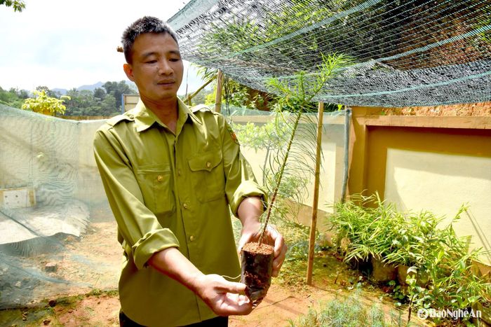 Năm 2024 huyện Quế Phong có 44 thôn, bản của 9 xã thuộc Khu Bảo tồn thiên nhiên Pù Hoạt hoàn thành 44 công trình cộng đồng đạt chất lượng cao từ nguồn hỗ trợ ERPA, mỗi công trình 50 triệu đồng. Trong ảnh: Cán bộ Khu Bảo tồn thiên nhiên Pù Hoạt nhân giống cây samu hỗ trợ người dân trồng rừng, khôi phục giống cây quý. Ảnh: Hoài Thu