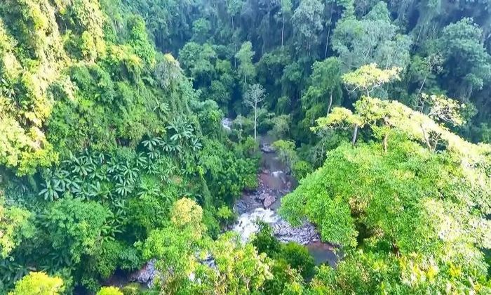 Rừng không chỉ là nguồn sống, nơi chở che, mà còn trở thành người bạn lớn tâm giao hàng ngày với người Mông huyện Văn Yên.