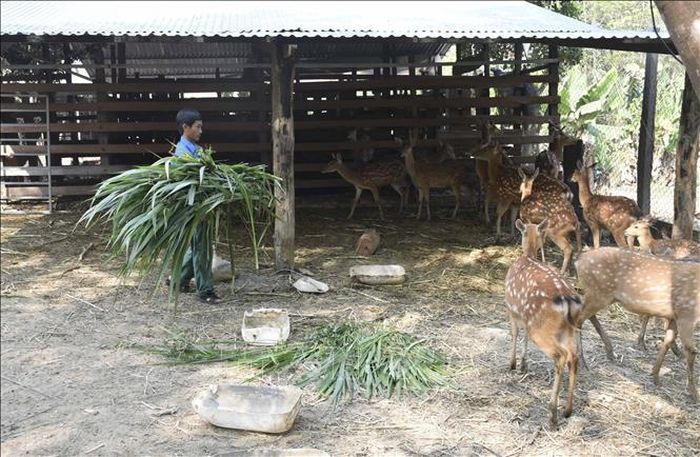 Được sự hỗ trợ, vận động của lực lượng đảng viên, nhiều gia đình tại xã Ia Tơi (Ia H'Drai, Kon Tum) đã phát triển mô hình nuôi hươu sao mang lại giá trị kinh tế cao.