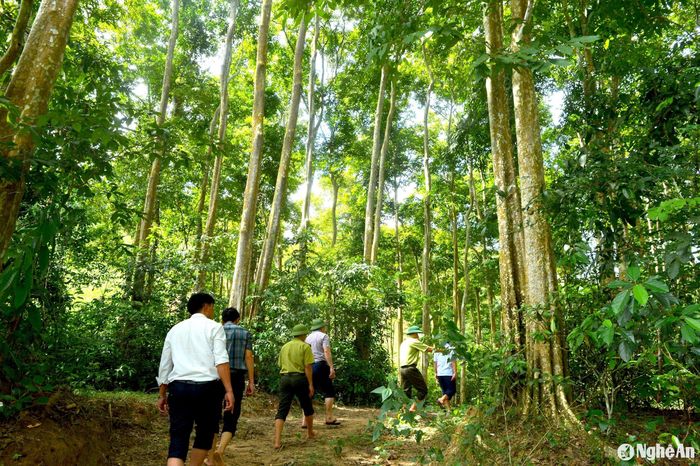 Nghệ An bảo vệ được nhiều cánh rừng nguyên sinh quý hiếm. Ảnh: Văn Trường