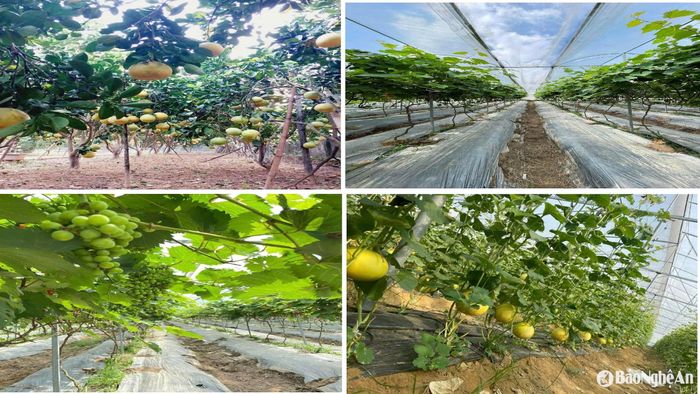Mô hình vườn chuẩn Nông thôn mới và mô hình trồng nho trong nhà lưới của các hộ gia đình ở Diễn Phú. Ảnh: PV