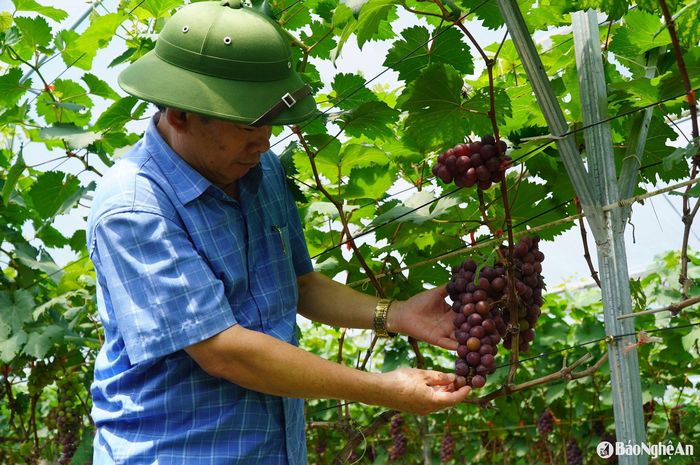 Mô hình nho trồng bên hồ Xuân Dương vừa nâng cao thu nhập, đồng thời thu hút du khách về với Diễn Phú. Ảnh: PV