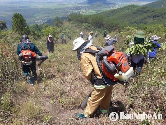 Người dân xã Diễn Phú phát đường băng cản lửa phòng, chống cháy rừng. Ảnh: PV