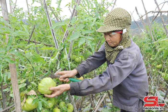 Nông dân xã Chiềng Pằn thu hoạch cà chua múi.