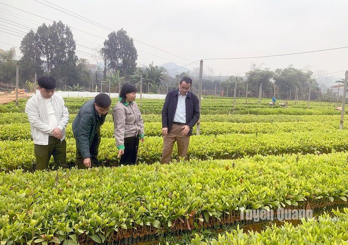 Kỹ sư Phạm Thị Thủy và lãnh đạo Sở Nông nghiệp và Phát triển nông thôn kiểm tra cây giống trước khi xuất vườn.