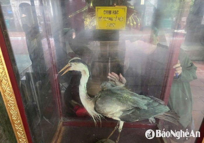Tiêu bản chim hạc trong tủ kính. Ảnh: Tiến Hùng
