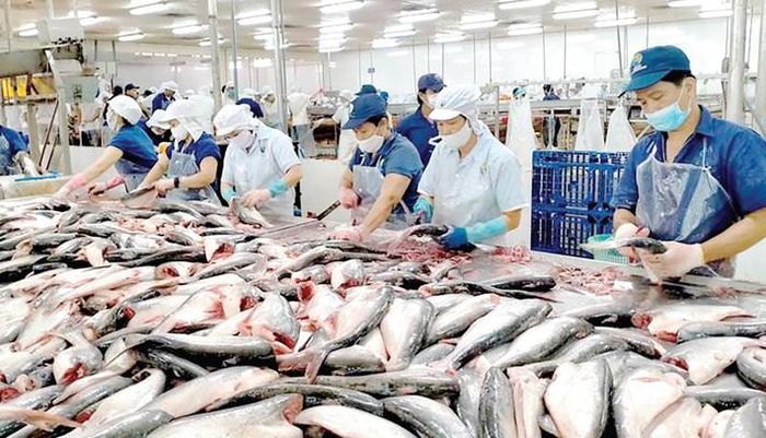 Cá tra Việt Nam đang có thêm lợi thế xuất khẩu sang Anh. Nguồn: ITN