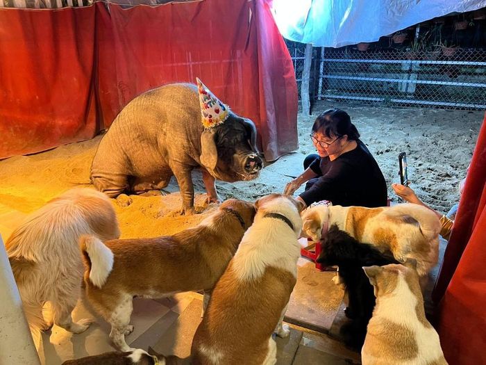 Ánh Tuyết và bầy thú cưng của mình