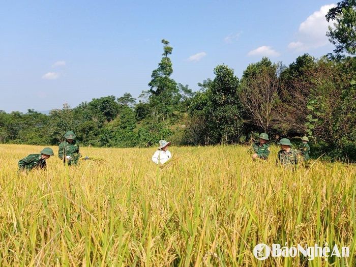 BĐBP Nậm Càn giúp gia đình ông Và Chứ Rùa bản Nậm Càn, xã Nậm Càn, Kỳ Sơn thu hoạch lúa hè thu. Ảnh: Hải Thượng