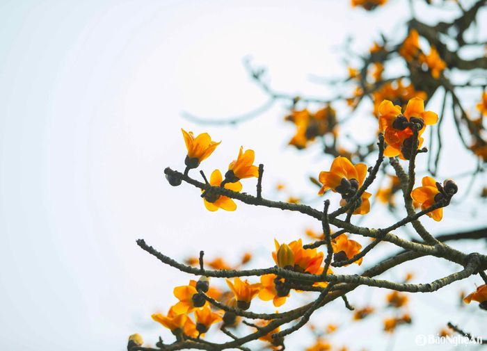 Cận cảnh hoa gạo vàng ở Anh Sơn. Màu vàng ấm áp, tươi sáng giữa nền trời. Ảnh: Công Sáng