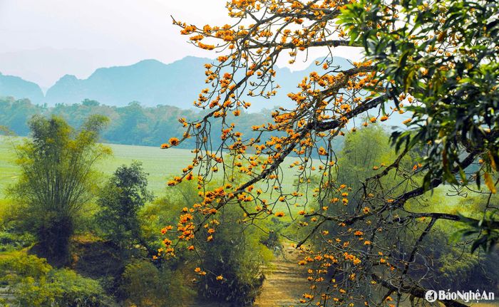 Anh Sơn không chỉ có hoa gạo đỏ mà còn có một cây hoa gạo màu vàng độc đáo ở xã Đức Sơn. Cây hoa vàng có vẻ đẹp lạ kỳ, nổi bật giữa thiên nhiên hùng vĩ. Ảnh: Công Sáng