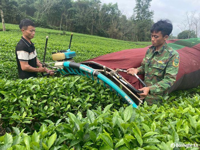 Bước vào tháng 3/2025 cũng là thời gian người dân Thanh Chương bắt đầu thu hoạch chè vụ xuân. Ảnh: Hoài Thu
