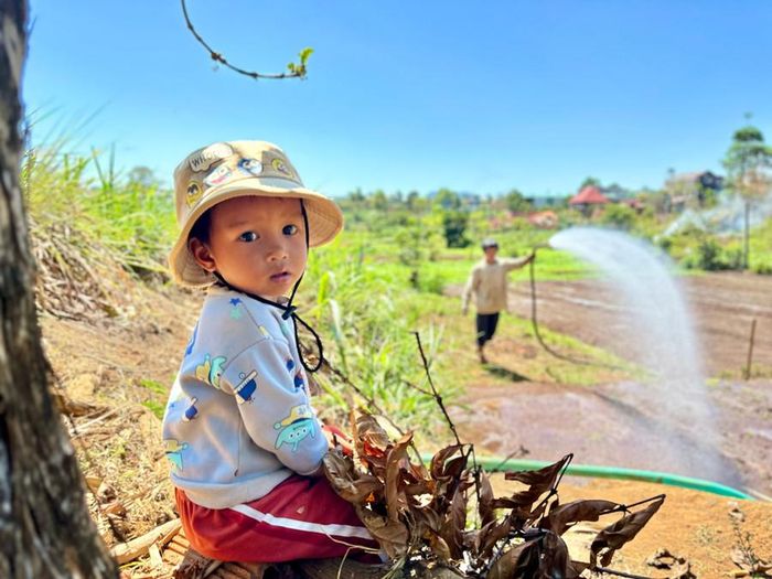  Gia đình chị Rơ Lan H'Phin có 2 con, đứa lớn học lớp 2, thường ở nhà học bài, còn đứa nhỏ hơn 2 tuổi cùng bố mẹ ra đồng. Trong lúc bố mẹ làm đồng, cô nhóc sẽ ngồi trong bóng râm để chờ. Ảnh: Hà Duy 