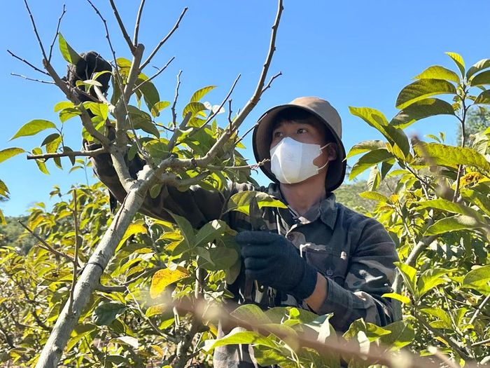  Theo những người đang làm tại đây, mỗi năm, na thường có 2 vụ, 1 vụ chính và 1 vụ phụ. Nếu vụ chính, 1.000 cây na có thể cho thu hoạch khoảng 10 tấn thì vụ phụ chỉ thu hoạch được khoảng 1 tấn. Ảnh: Hà Duy 