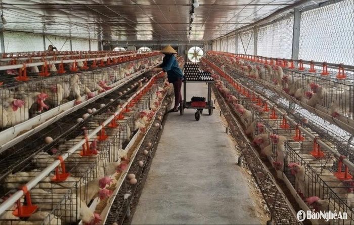 Các trại gà chuồng lạnh đều có máng ăn, nước uống tự động. Ảnh: T.P