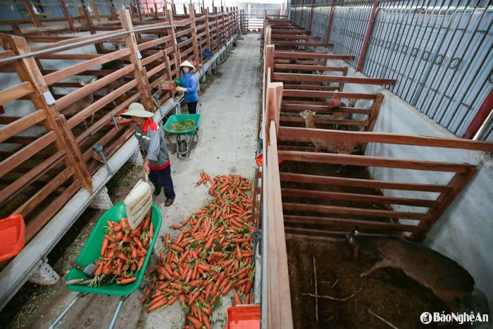Ông Nguyễn Bá Thắng đầu tư khoảng 6 tỷ đồng để xây dựng trang trại chuyên nuôi hươu, nai ở xã Quỳnh Vinh, thị xã Hoàng Mai với nhiều thiết bị hiện đại, tự động hóa. Ảnh: T.P