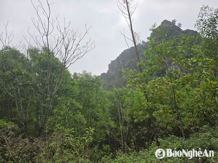 Rừng keo ông Nga nằm sát với mỏ đá. Ảnh: Tiến Hùng