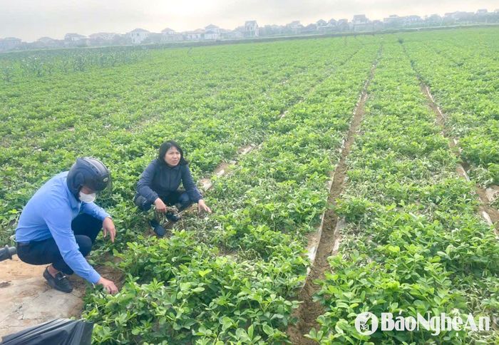 Cán bộ xã Diễn Thịnh (Diễn Châu) kiểm tra, nắm tình hình bệnh héo rũ trên lạc Xuân. Ảnh: T.P