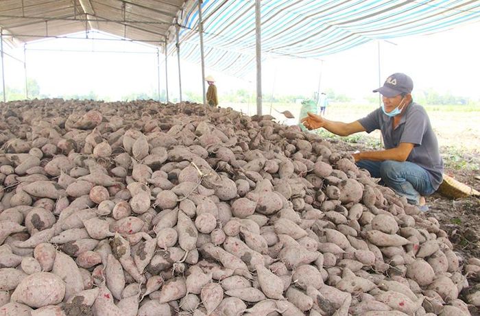 Khoai lang - nông sản thế mạnh của huyện Châu Thành