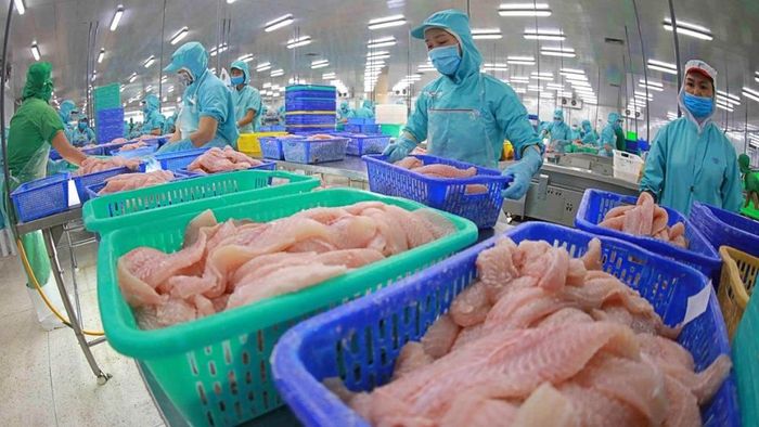 Trong số các loại cá fillet, cá tra Việt Nam đang có nhiều ưu thế so với cá minh thái và cá rô phi từ Nga và Trung Quốc.