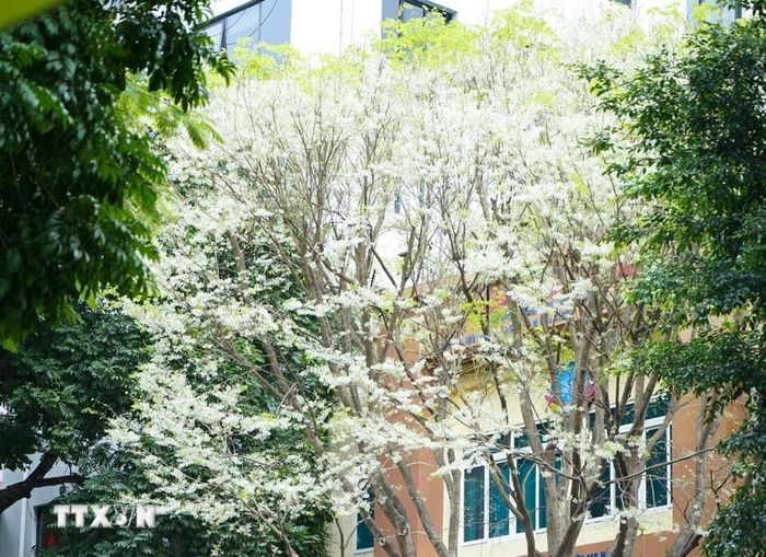 Sưa trắng tinh khôi tô điểm cho cảnh sắc phố phường Hà Nội. (Ảnh: Khánh Hòa/TTXVN)
