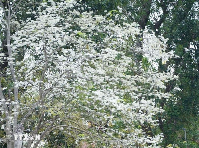 Sưa trắng tinh khôi tô điểm cho cảnh sắc phố phường Hà Nội. (Ảnh: Khánh Hòa/TTXVN)