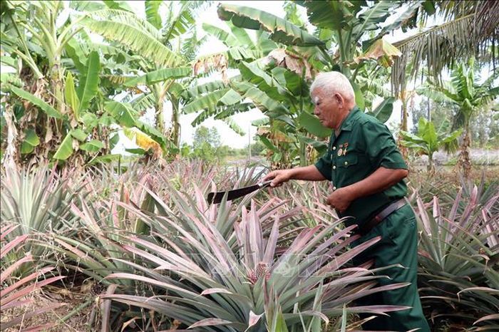 Trong thời bình, Anh hùng LLVT vũ trang nhân dân Nguyễn Chiến Lược (thương binh 3/4, ấp Hải An, xã Nguyễn Huân, huyện Đầm Dơi) luôn vượt khó vươn lên làm giàu từ mô hình nuôi tôm, cua kết hợp trồng cây ăn trái.