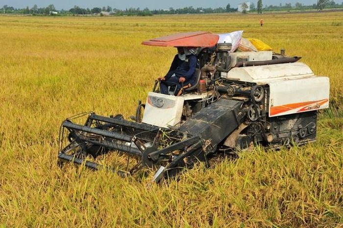 Tuy giá lúa giảm so với năm 2024 nhưng nông dân vẫn đảm bảo lợi nhuận