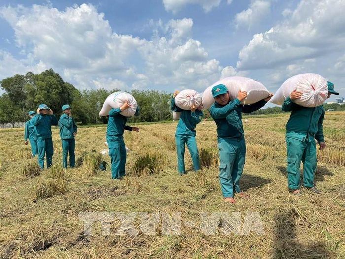 Sản lượng lúa trung bình đạt 2,5 tấn/vụ, đáp ứng đầy đủ nhu cầu lương thực cho đơn vị, góp phần cải thiện bữa ăn hàng ngày của cán bộ, chiến sĩ. Ảnh: Nguyên Khôi- TTXVN phát