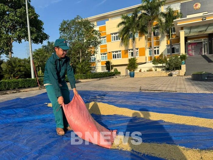 Những hạt lúa trĩu vàng đang vào vụ thu hoạch. Ảnh: Nguyên Khôi-CTV TTXVN