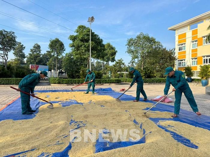 Những hạt lúa trĩu vàng đang vào vụ thu hoạch. Ảnh: Nguyên Khôi-CTV TTXVN