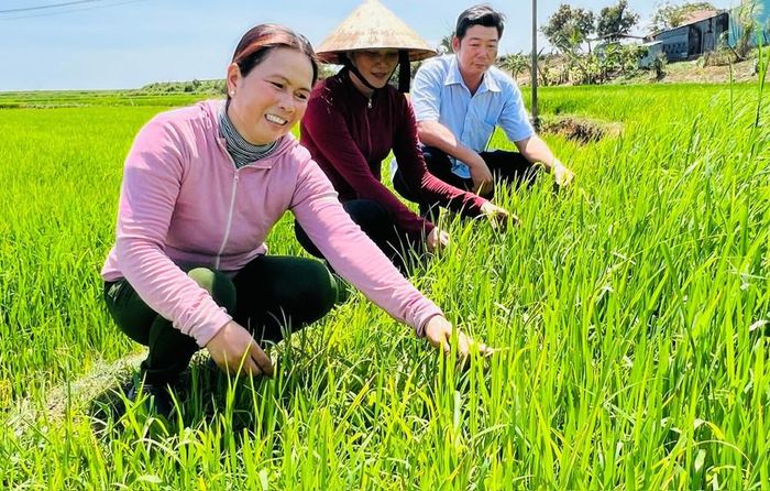  Chị Siu H’Minh (bìa trái; làng Plei Ring Đáp, xã Ayun Hạ) thăm ruộng lúa của gia đình. Ảnh: Đ.Y 