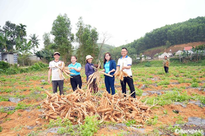 Chị Trần Thị Hoài Ân (SN 1987, thứ hai từ trái sang) – Chi hội trưởng Chi hội Phụ nữ xóm 3 tại diện tích trồng sắn của gia đình chị Nguyễn Thị Huyền (giữa ảnh). Ảnh: Thanh Quỳnh