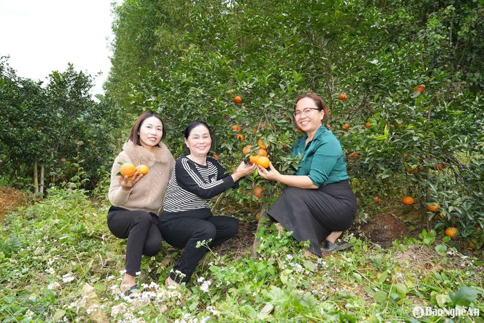 Chị Bùi Thị Bình (giữa ảnh) cùng đại diện Hội Liên hiệp Phụ nữ Huyện Anh Sơn và xã Khai Sơn tại mô hình trồng cam của mình. Ảnh: Thanh Quỳnh