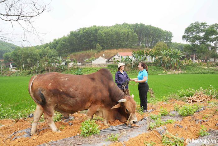 Trên vai trò là Chi hội Trưởng chi hội Phụ nữ và là tổ trưởng tổ Tiết kiệm và vay vốn của xóm 3, chị Trần Thị Hoài Ân luôn đồng hành cùng bà con trong quá trình sử dụng đồng vốn vào phát triển kinh tế. Ảnh: Thanh Quỳnh