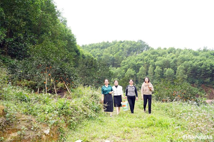 Mô hình trồng cam ở rú Đá Mài (xóm 1, xã Khai Sơn, huyện Anh Sơn) của gia đình chị Bùi Thị Bình được địa phương ghi nhận, đánh giá cao. Ảnh: Thanh Quỳnh
