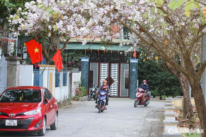 Hoa ban có nhiều màu sắc khác nhau như trắng, hồng và đỏ. Đây là loài hoa có thời gian nở khá dài, thường kéo dài đến hết tháng Ba và bắt đầu lụi tàn vào tháng Tư. Ảnh: Đình Tuân