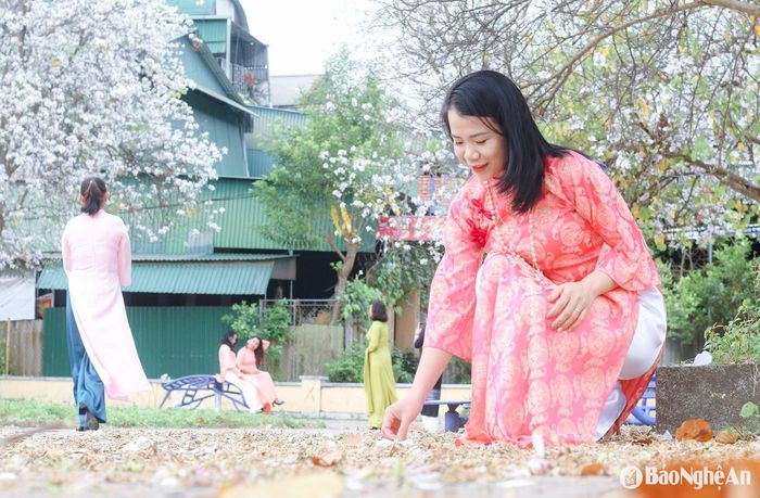Mang vẻ đẹp đặc trưng rất riêng, hoa ban trắng tinh khôi luôn đem đến cảm giác lãng mạn, yên bình cho những ai chiêm ngưỡng. Ảnh: Đình Tuân
