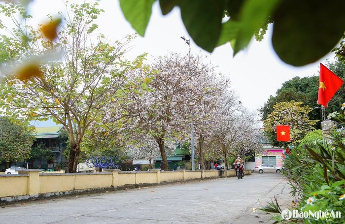 Những cây hoa ban bung nở tạo nên những cung đường đầy chất thơ, khiến ai đi qua cũng cảm thấy xao xuyến, bồi hồi. Ảnh: Đình Tuân