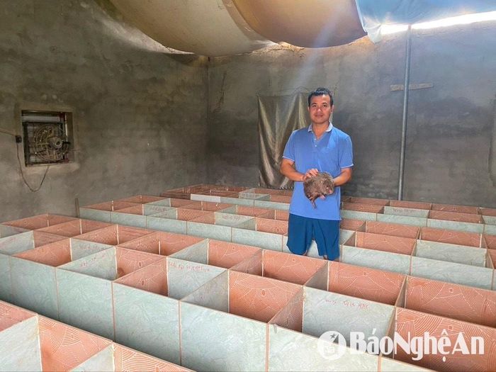 Anh Chu Văn Thái ở xã Kim Thành, huyện Yên Thành bên chuồng nuôi dúi. Ảnh: Văn Trường